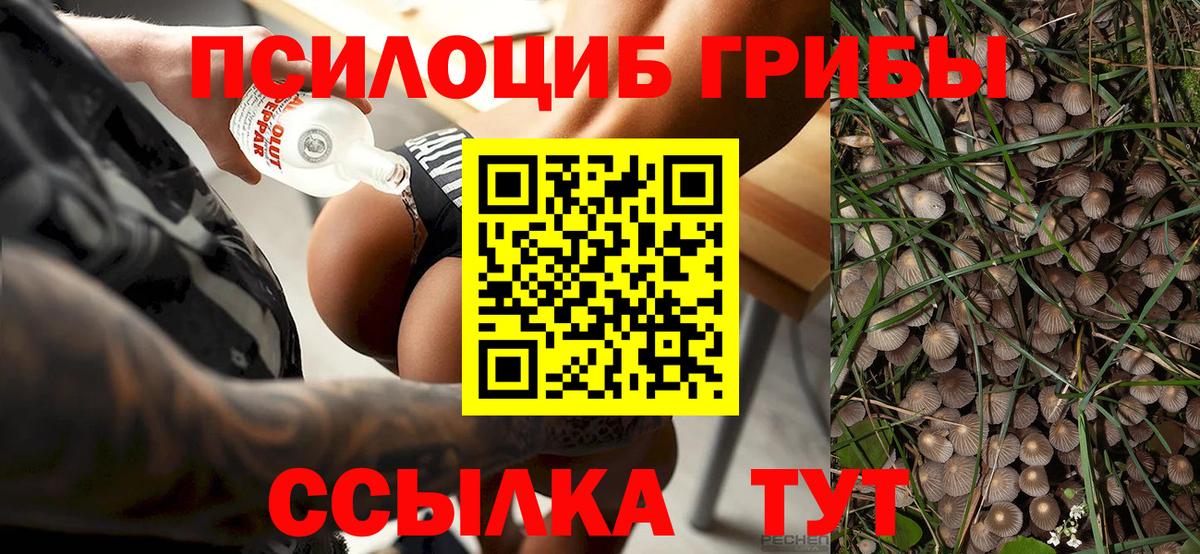 Ейск  Псилоцибиновые грибы мицелий  Вход с VPN 